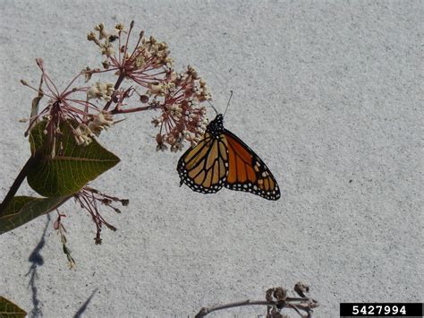 monarch butterfly (Danaus plexippus)