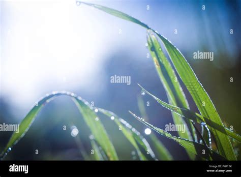 Grass in the Sunlight Stock Photo - Alamy