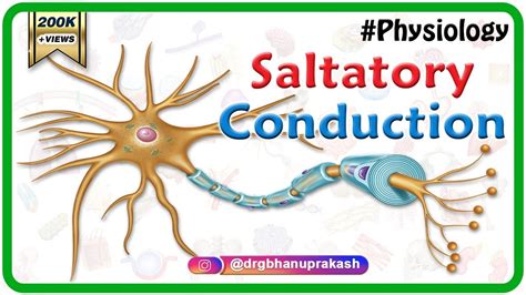 Saltatory conduction - Conduction through Myelinated nerve fiber ...