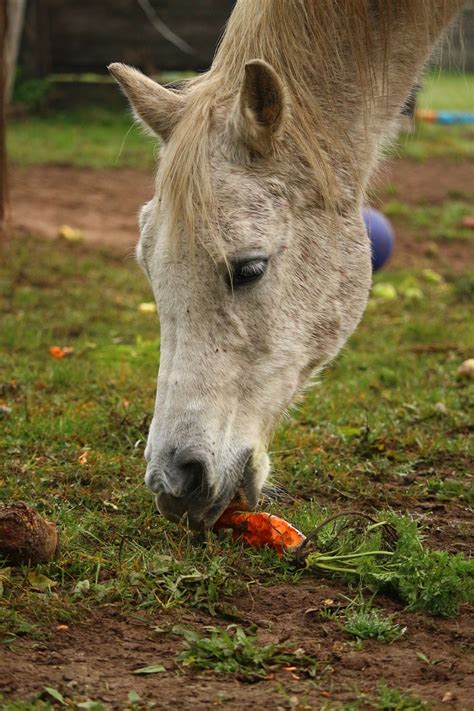 How to cut carrots for Horses? - Newbiefarmer.com