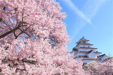 Bunga Sakura Sudah Mekar, Musim Semi 2021 di Jepang Mulai Lebih Awal Halaman all - Kompas.com