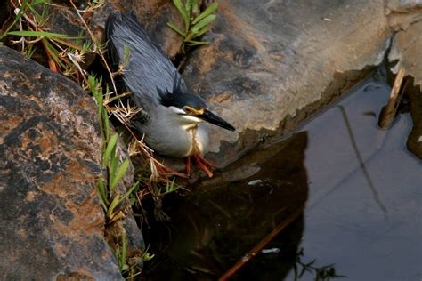 African Waterbirds - Nature & Wildlife Photography