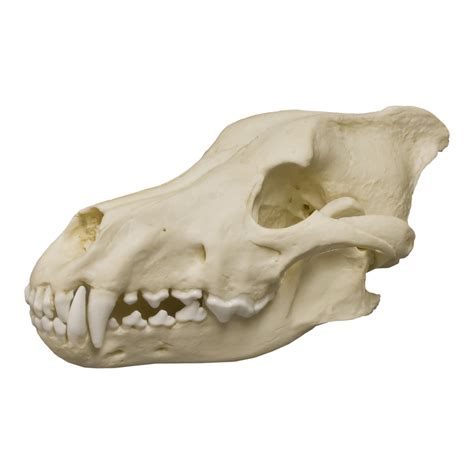 Replica Dire Wolf Skull — Skulls Unlimited International, Inc.