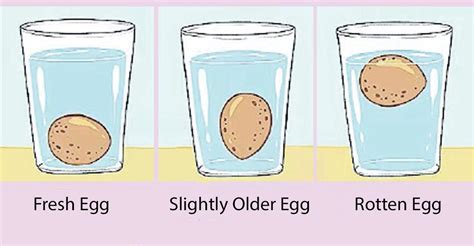 Know this simple float test on World Egg Day | Food | Manorama English