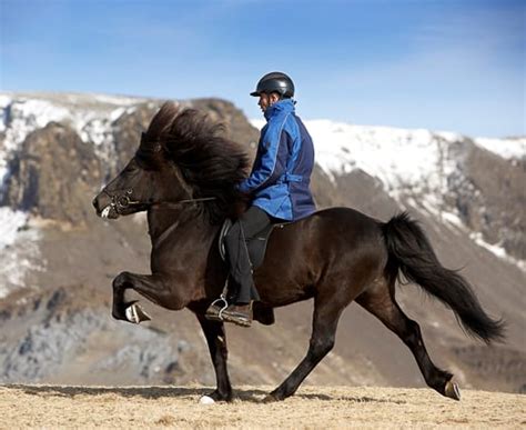 Gray Line Iceland - 5 Gaits of the Icelandic Horses