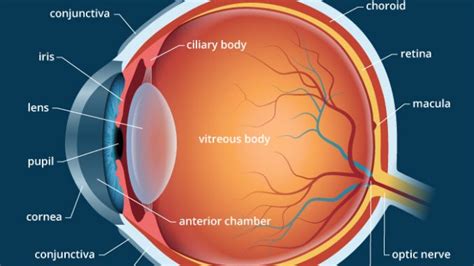 Human Eye: Anatomy, parts and structure