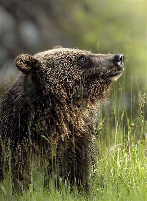 Free talk: Wildlife Photography in Greater Yellowstone Ecosystem