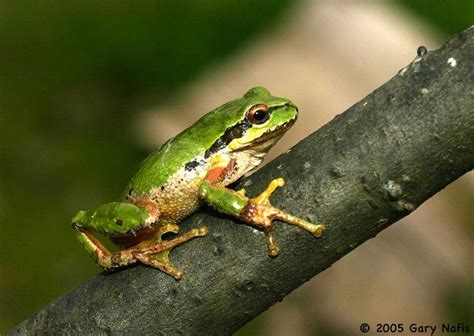 Pacific tree frog - Alchetron, The Free Social Encyclopedia