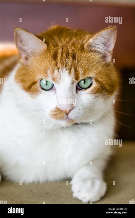 Beautiful white and orange calico cat resting indoors Stock Photo - Alamy