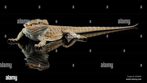 Australian Bearded dragon Stock Photo - Alamy