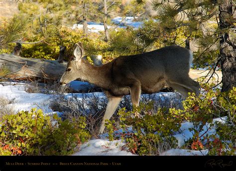 Flora and Fauna of Bryce Canyon