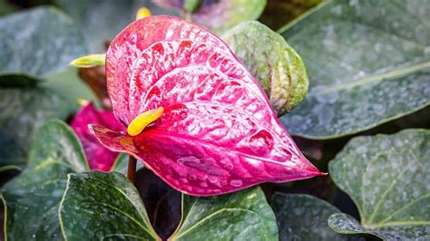 Anthurium Meaning And Symbolism — The Anthurium Flower