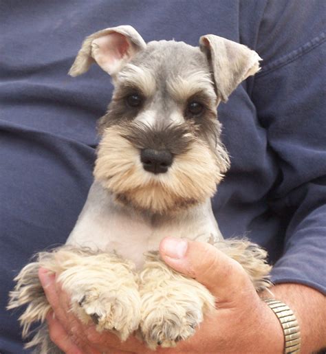 Cute Dogs: Miniature Schnauzer Puppies