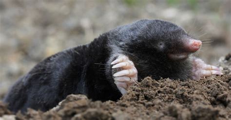 Are Moles Nocturnal Or Diurnal? Their Sleep Behavior Explained - A-Z Animals