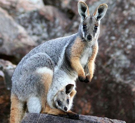 Cute Baby Animals With Their Mothers