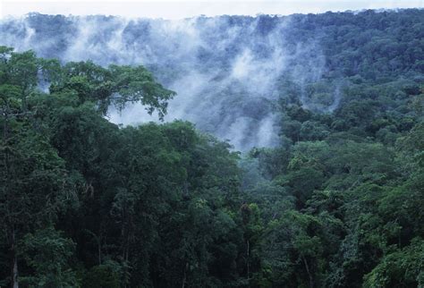 Republic of Congo is among top 10 countries worldwide with largest FSC certified area | WWF