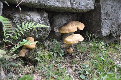 mushroom-wall-1.jpg – Theophanes Avery