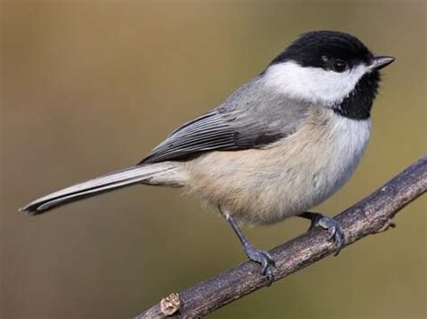 9 Birds That Look Like Chickadees (With Photos) - Sonoma Birding