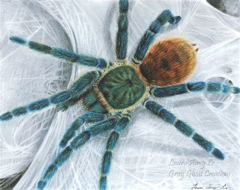 Green Bottle Blue Tarantula Fine Art Print by Laura Airey - Etsy