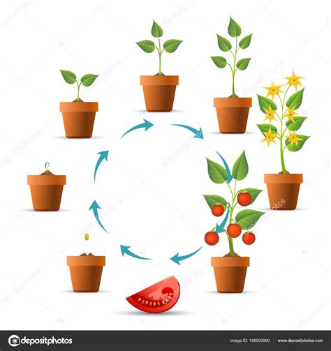 Tomato plant botanical drawing | Tomato plant growth stages — Stock Vector © vectortatu #189693990