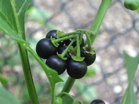 4 Poisonous Relatives of Tomatoes and Potatoes - Eat The Planet