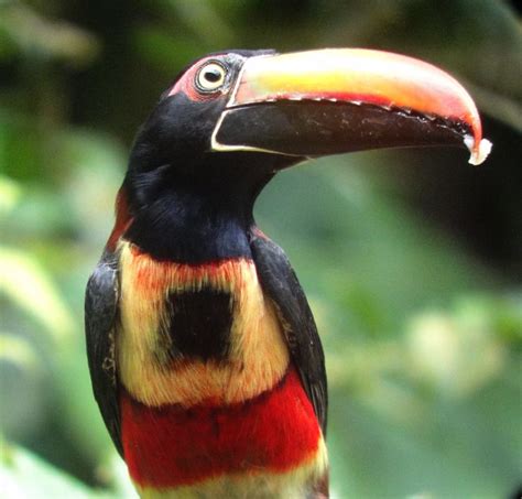 Beautiful, Exotic Birds are the Norm at Properties in Panama - THE PANAMA PERSPECTIVE