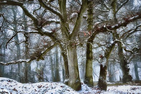 Ellen Borggreve | Winter Forest Photography: Tips, Ideas and Challenges