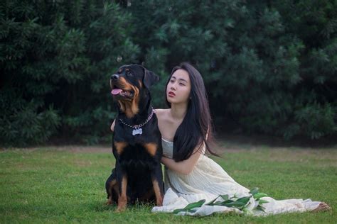 Rottweiler Dog Wedding Dresses · Free photo on Pixabay