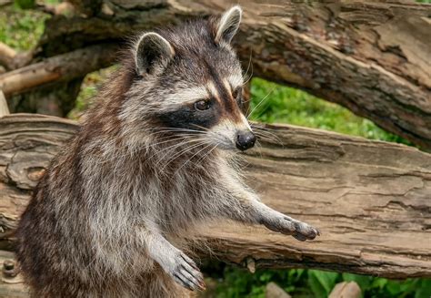 The Danger of Raccoon Droppings - Raccoon Removal Mississauga