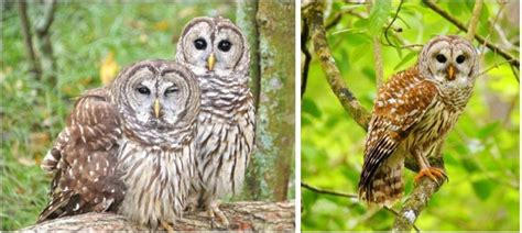 8 Owl Species That Live in Missouri! (2025) - Bird Watching HQ