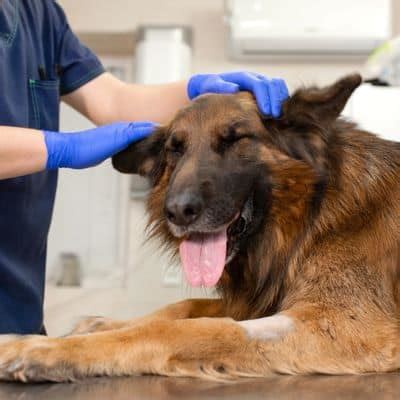 German Shepherd Health Problems – Shepherddogsite