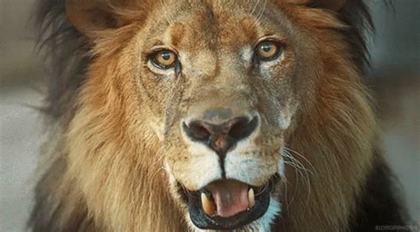 Smile Lion GIF - Smile Lion Animal - Discover & Share GIFs