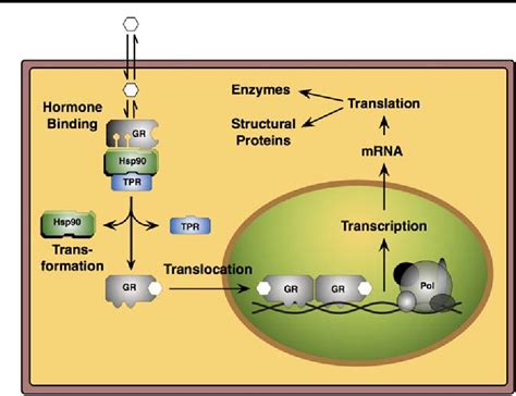 [PDF] Glucocorticoid receptor physiology | Semantic Scholar