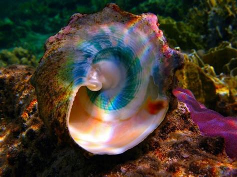 نور | Sea shells, Shells, Sea creatures