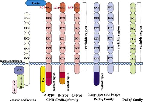 Cadherin superfamily genes: functions, genomic organization, and neurologic diversity