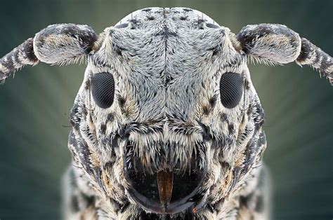 Juxtapoz Magazine - In Your Face: Extreme Close-ups of Insects Extreme Macro Photography, Micro ...