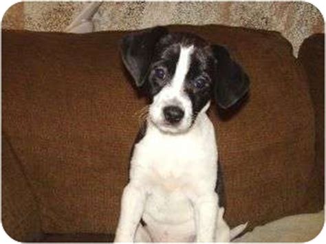 Raggle (Rat Terrier X Beagle Mix) Info, Temperament, Training, Pictures