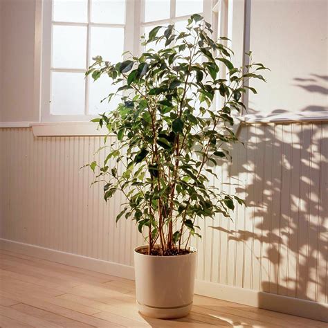 Weeping Fig (Ficus Benjamina) - Care Guide and Tips - Plants Spark Joy