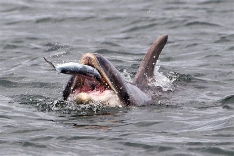 Mammal Photographer of the Year 2014 - Telegraph