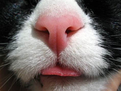 Who Nose: 21 Close-Up Photos From Across the Animal Kingdom - The Shutterstock Blog