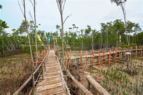 Mangrove Eco Park on Bantayan Island, Philippines Stock Photo - Image of bridge, nature: 98927634