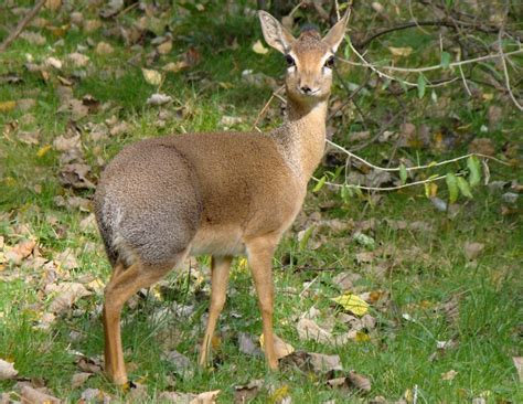 Kirk's dikdik - Zoo Dresden