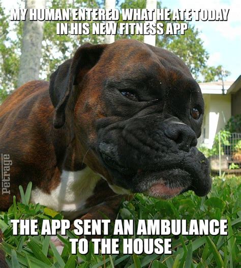 Brindle Boxer Dog Diet Meme in 2020 | Boxer dogs, Brindle boxer, Boxer dogs funny