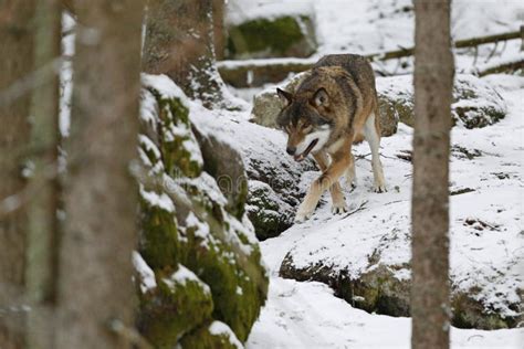 Eurasian Wolf in White Winter Habitat, Beautiful Winter Forest Stock ...