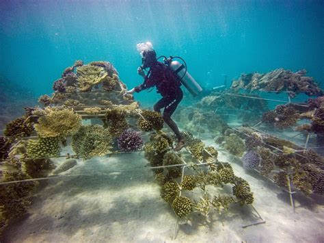 Coral Conservation: What is it and Where Can I Get Involved?