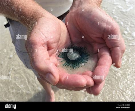 Blue Button Porpita porpita "jellyfish", Seacrest Beach, Florida, weak sting but may irritate ...