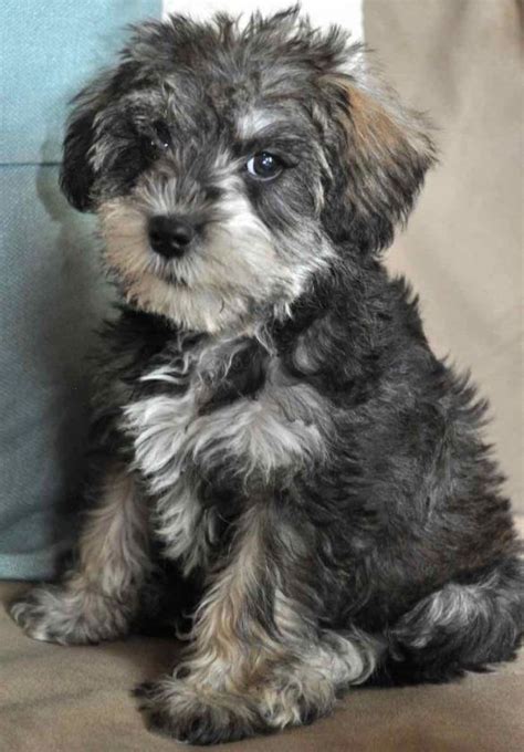 Schnoodle: History, Facts, Personality, Temperament, & Care in 2020 ...