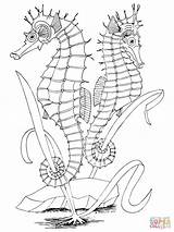 Two Seahorses coloring Page  Free Printable Coloring Pages sketch template