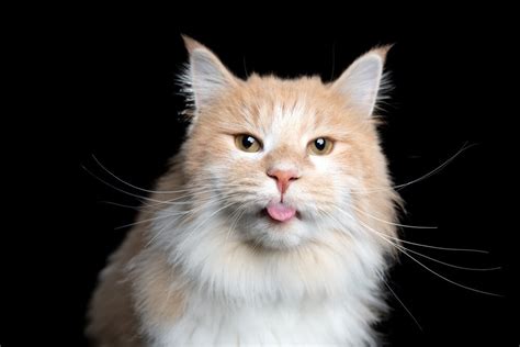 Why Do Cats Stick Their Tongue Out? The "Blep" Explained