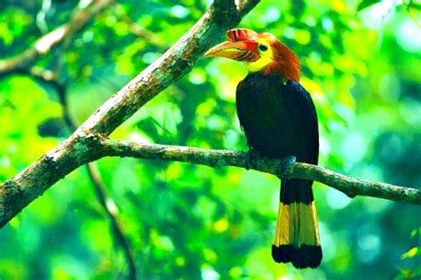 Writhed Billed Hornbill (aceros Waldeni)